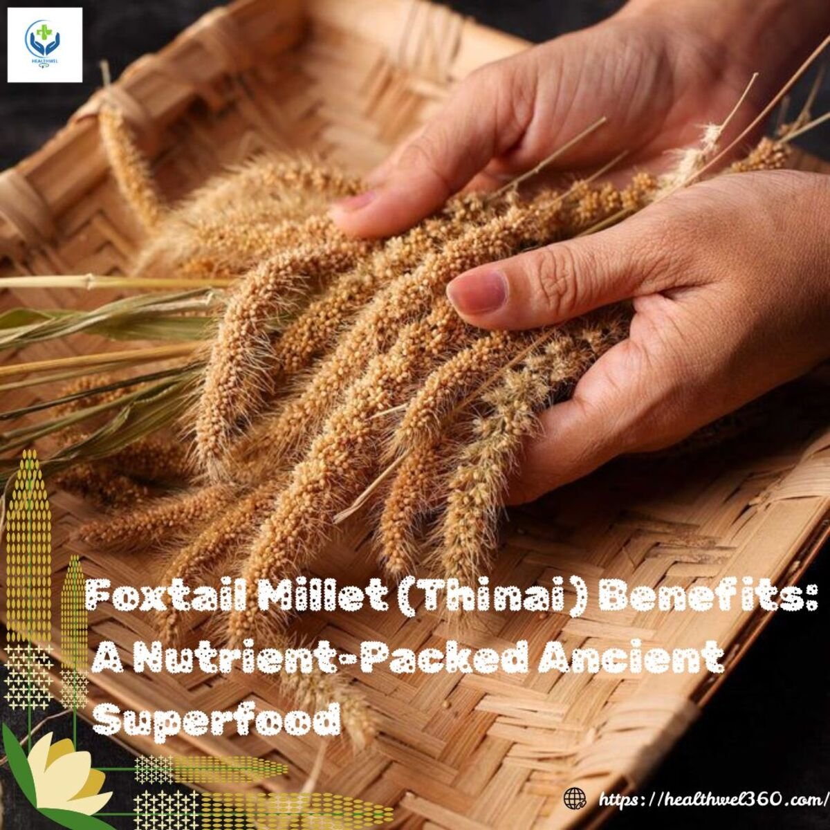 Foxtail Millet (Thinai) Benefits