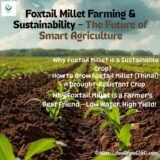 "Foxtail Millet Farming & Sustainability"